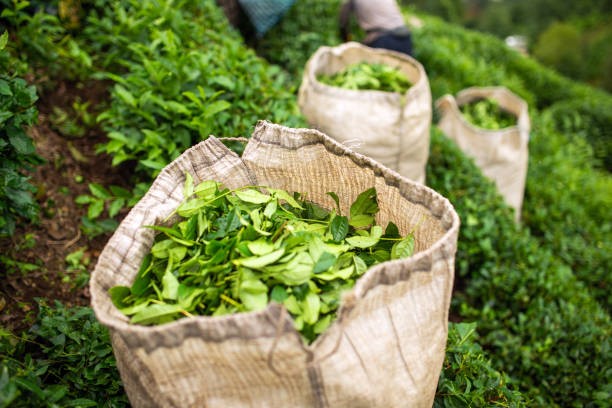 Ngành chè của Việt Nam ghi nhận xu hướng sụt giảm trong xuất khẩu năm 2025