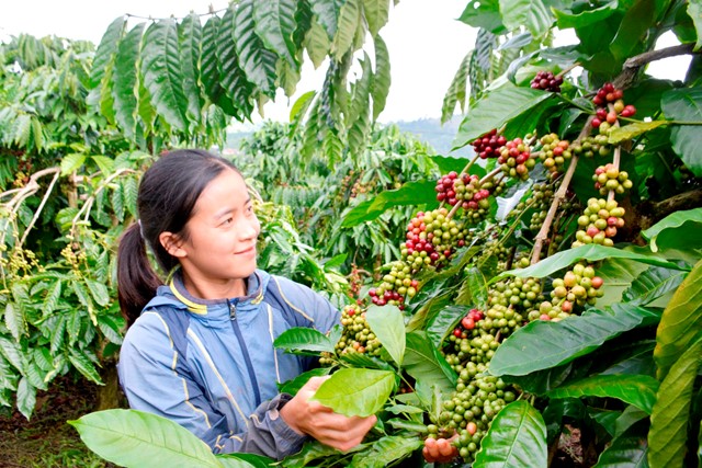 Nông dân vùng biên giới phấn khởi đón tết