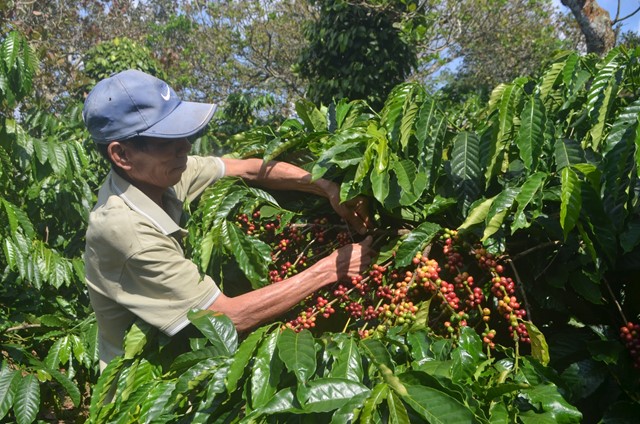 Chuỗi giá trị nông sản chủ lực của Lâm Đồng tiếp tục ghi điểm