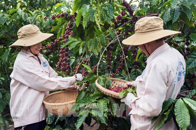 Cà phê Việt trong kỷ nguyên giá trị – Bài 2: Chất lượng, bản sắc và uy tín