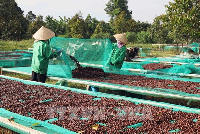 Cà phê Việt trong kỷ nguyên giá trị - Bài cuối: Không gian giá trị quốc gia