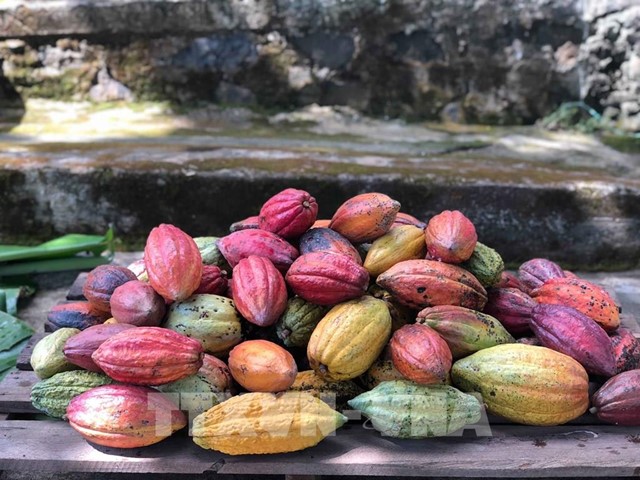 Nâng tầm giá trị ca cao Việt Nam - Bài 1: Tái cấu trúc nông nghiệp xanh Tây Nguyên