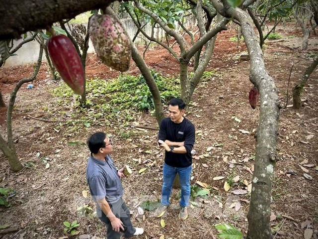 Nâng tầm giá trị ca cao Việt Nam – Bài 2: Hình thành chuỗi ngành hàng giá trị cao