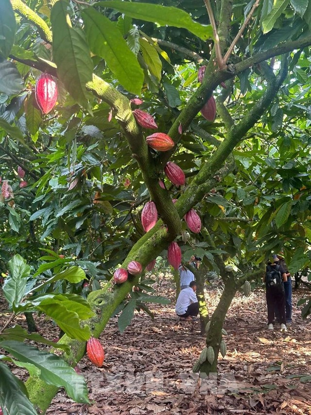 Nâng tầm giá trị ca cao Việt Nam – Bài cuối: Định hình trên bản đồ thế giới