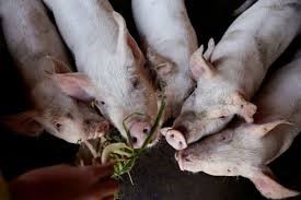 Trung Quốc tiếp tục kêu gọi giảm sản lượng heo