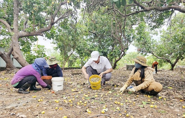 Ngành điều trước cơ hội tăng trưởng
