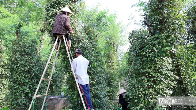 Nông dân Đồng Nai trúng mùa hồ tiêu