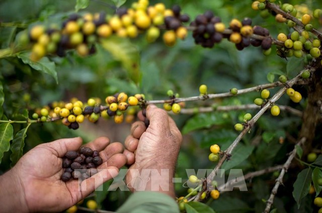 Xuất khẩu cà phê hòa tan Brazil tăng mạnh bất chấp rào cản thuế của Mỹ