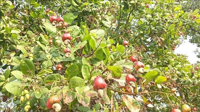 'Thủ phủ điều' đứng trước nguy cơ 'được giá, mất mùa'