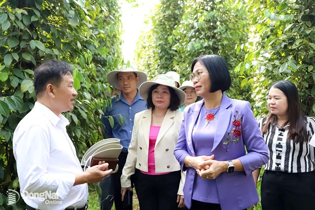 Phát triển chuỗi liên kết tiêu bền vững cho thị trường xuất khẩu