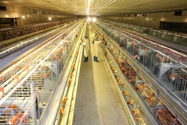 Doanh nghiệp nội đang định hình lại vai trò ngành chăn nuôi Việt Nam