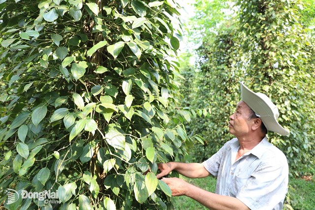 Bước tiến mới trong phát triển nông nghiệp hữu cơ