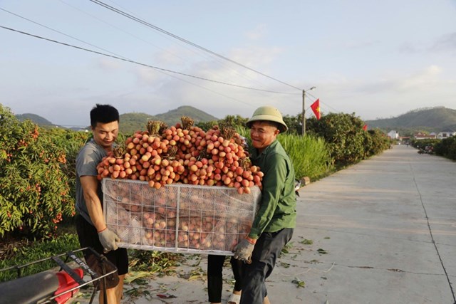 Vải thiều Bắc Ninh 2026: Mất mùa, được giá cao