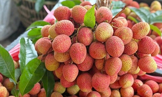Vải thiều mất mùa