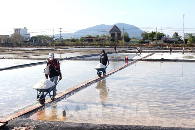 Vụ muối ở Lâm Đồng kéo dài, giá tăng