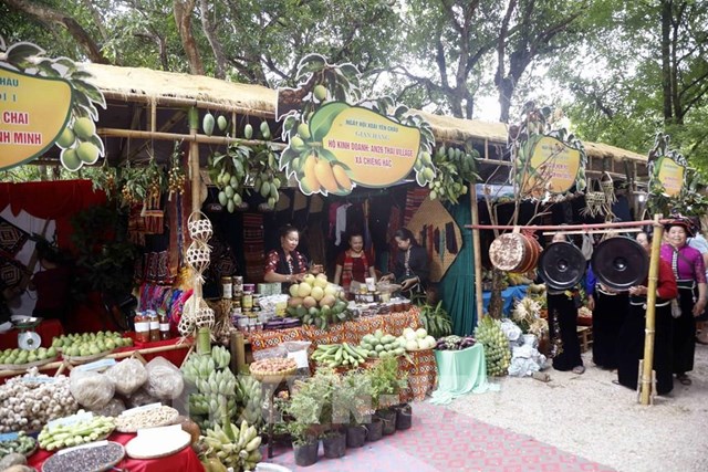 Vừa mở hội, 30 tấn xoài đặc sản Sơn La đã xuất khẩu sang Hàn Quốc