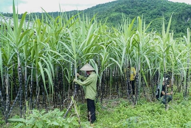 Bộ Công Thương gia hạn áp dụng biện pháp chống bán phá giá và chống trợ cấp với đường mía Thái Lan
