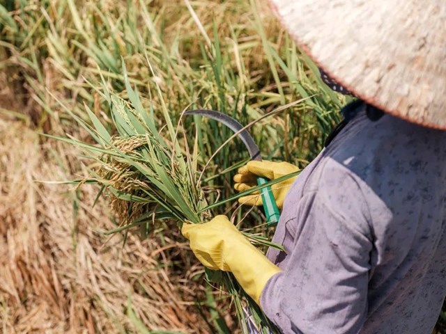 El Nino có thể làm trầm trọng thêm khủng hoảng chi phí lương thực tại Đông Nam Á