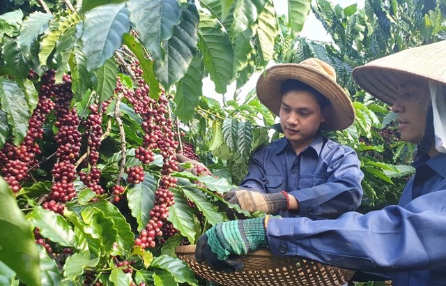 Xuất khẩu cà phê Việt Nam tăng lượng giảm giá và bài học nâng cao giá trị từ EU