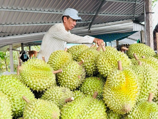 14/7: Sắp diễn ra Hội thảo Sầu riêng châu Á lần thứ 2