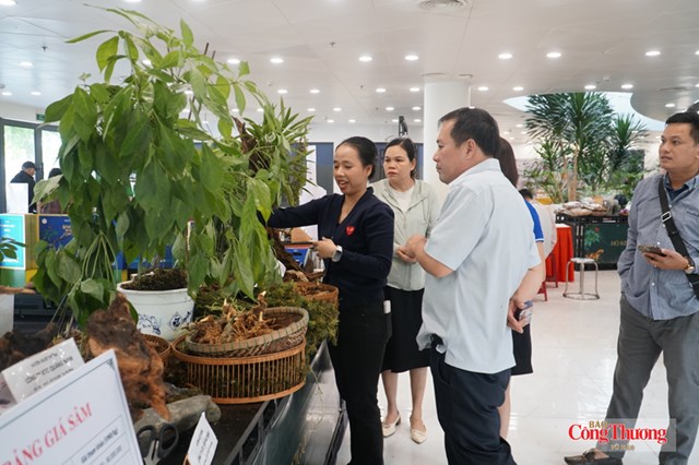 Lễ hội Sâm Ngọc Linh và Dược liệu 2026: Kết quả thương mại ấn tượng