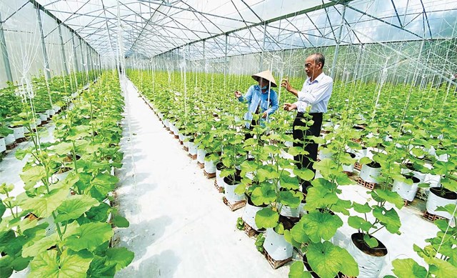 Nâng tầm nông sản Việt: Doanh nghiệp cần thêm lực đẩy