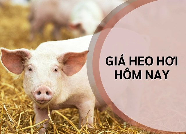 Ngày 4/9: Giá heo hơi chưa xuất hiện lực tác động đủ mạnh để hình thành xu hướng giá mới