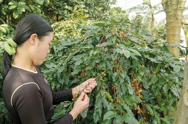 Cơ hội bứt tốc của cà phê Việt trong những tháng cuối năm
