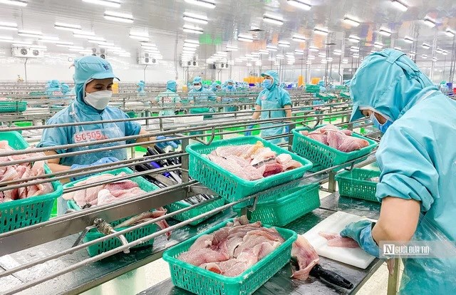 Xuất khẩu cá tra sang Anh tăng 23%, nhu cầu thực phẩm tiện lợi mở thêm dư địa