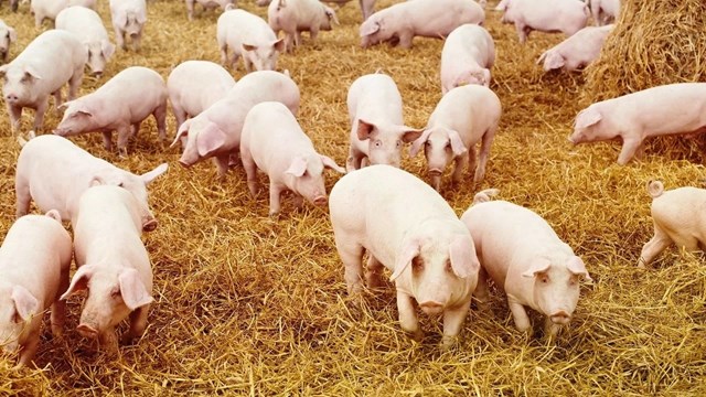 Ngày 21/9: Giá heo hơi duy trì nhịp tăng