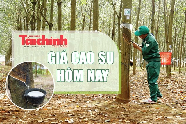Ngày 23/9: Giá cao su thế giới đồng loạt tăng, trong nước ổn định