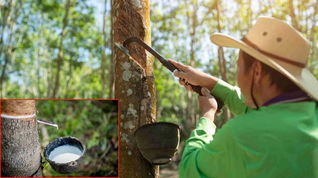 Ngày 25/9: Giá cao su trên các sàn giao dịch chủ chốt tại châu Á kéo dài xu hướng tăng