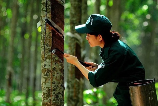 Ngày 2/10: Giá cao su trên các sàn giao dịch chủ chốt tại châu Á đồng loạt tăng mạnh