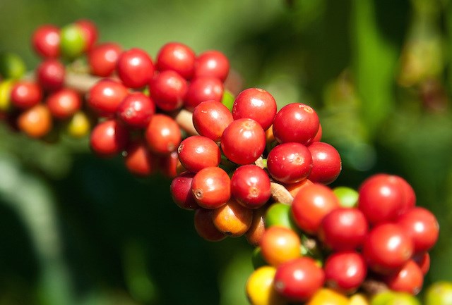 Cà phê châu Á: Vụ chính của Indonesia được dự báo đến sớm, giao dịch chậm ở Việt Nam