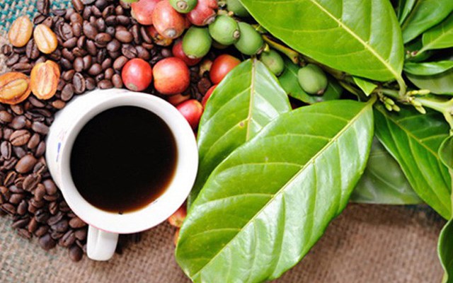 TT cà phê ngày 24/10: Giá các vùng nguyên liệu đảo chiều giảm nhẹ 100 đồng/kg