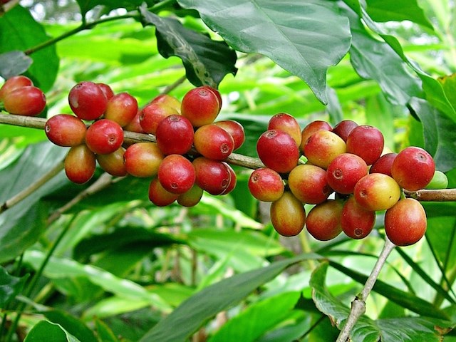 Bộ NN&PTNT: Đưa Việt Nam là điểm tham chiếu cho cà phê robusta toàn cầu
