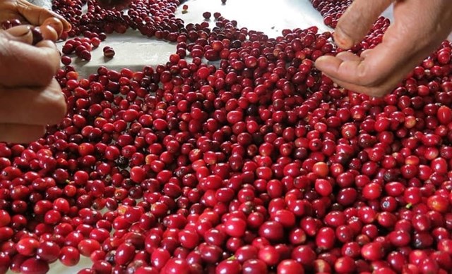 TT cà phê ngày 12/12: Đổ sập, Lâm Đồng dưới 33.000 đồng/kg 
