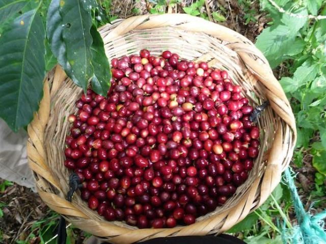 Giá cà phê ngày 22/10 chốt ở 36.800 – 37.300 đồng/kg