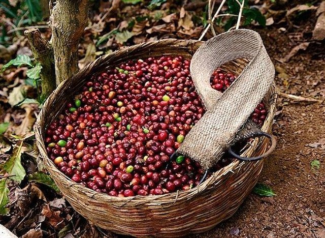 TT cà phê tuần đến ngày 03/10: Giá trong nước tuột dốc 700 đồng/kg