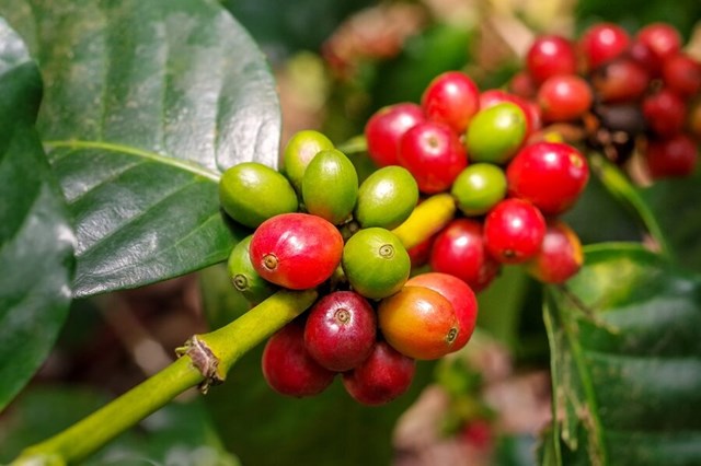 Tìm giải pháp nâng giá trị cà phê Việt