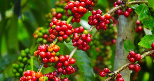 TT cà phê ngày 14/10: Giá tại các vùng nguyên liệu Tây Nguyên tiếp tục sụt giảm