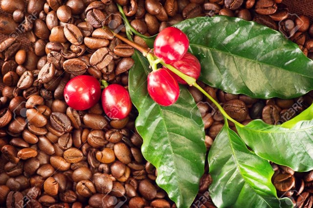 TT cà phê tuần 44: Giá cải thiện, thu hoạch cà phê vụ mới 2019/20 còn chậm 