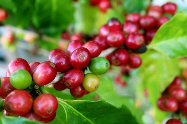 TT cà phê ngày 25/9: Giá trong nước giữ vững ở 31.700 – 32.200 đồng/kg
