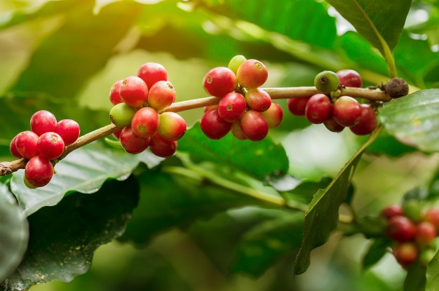 TT nguyên liệu công nghiệp ngày 15/9: Giá cà phê giảm mạnh do mưa tại Brazil