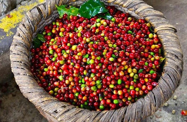 TT cà phê ngày 15/12: Mức giá cao nhất lên 33.200 đồng/kg tại nhiều tỉnh Tây Nguyên