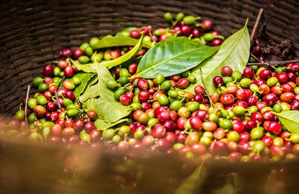 TT cà phê ngày 27/8: Giá giao dịch ở mức 33.200 – 33.700 đồng/kg