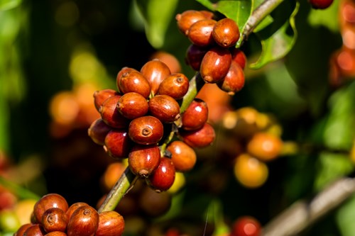 Giá cà phê hòa tan có nguy cơ tăng do tình trạng khô hạn ở Brazil