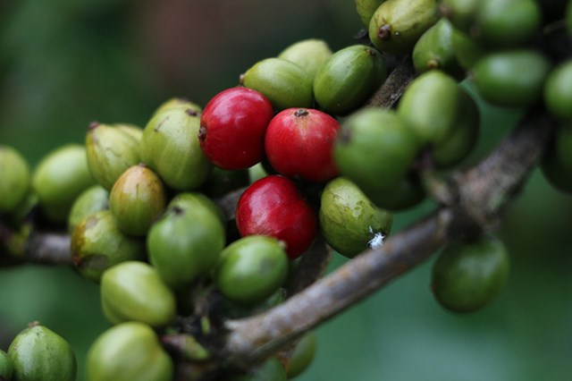 Nguy cơ thiếu hụt nguồn cung cà phê ngày càng lớn