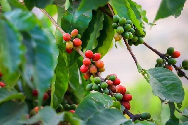 Cơ hội xuất khẩu chính ngạch cà phê sang Trung Quốc