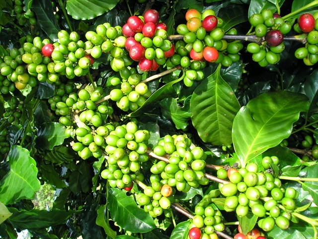 Sản lượng cà phê niên vụ 2022 - 2023 có thể giảm 15%